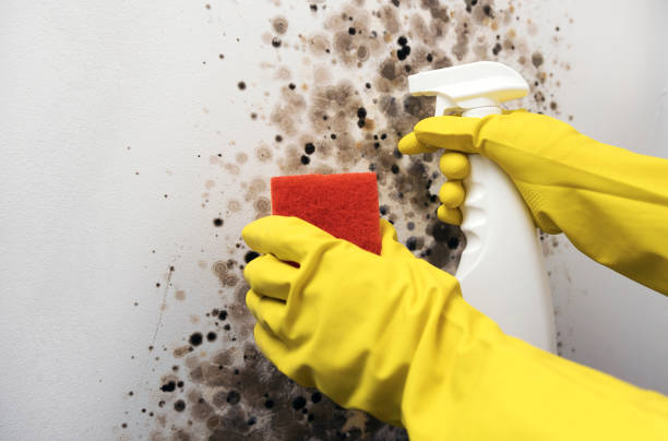 Crawl Space Mold Removal in Athens, AL