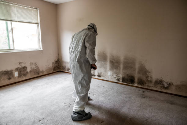 Best Attic Mold Removal  in Athens, AL