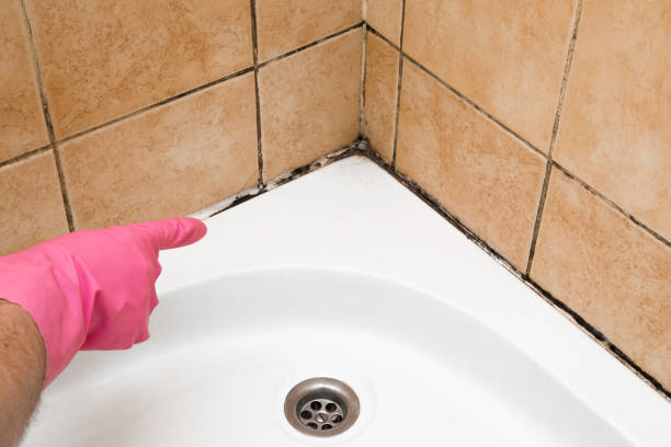 Best Certified Mold Removal  in Athens, AL